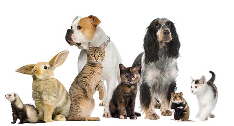 Like puppies, bunnies, babies, and so on. Dogs, Cats, Rabbits or Rats - which category do your clients fall into?