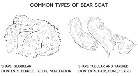Bear Scat Identification Guide Black And Grizzly Images Greenbelly