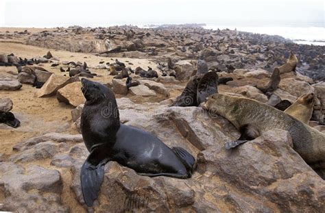 South African Fur Seal Arctocephalus Pusillus Colony Standing On Rock