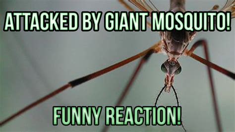 Pin By Lets Have Fun On Funny Mosquito Funny Mosquito Mosquito