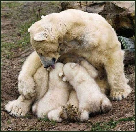 A Mother Polar Bear Playing With Her Cubs