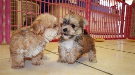 Please read the contract before making a deposit. Special Gold Morkie Puppies For Sale in Georgia at - Puppies For Sale Local Breeders