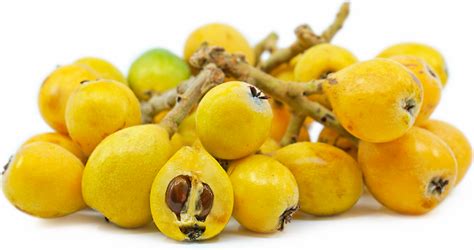 Loquats Information Recipes And Facts