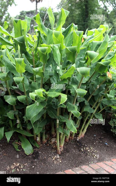Healthy Looking Ornamental Ginger Plants In The Ground Stock Photo Alamy