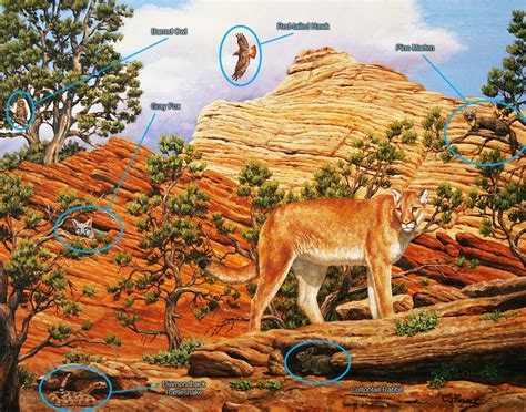 Crista Forests Animals And Art Zion Cougar Painting Revealed