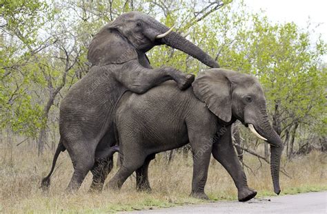African Elephants Mating Stock Image C0179452 Science Photo Library