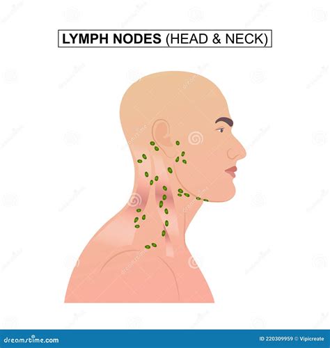 Diagram Of Lymph Nodes Of The Head And Neck Stock Vector