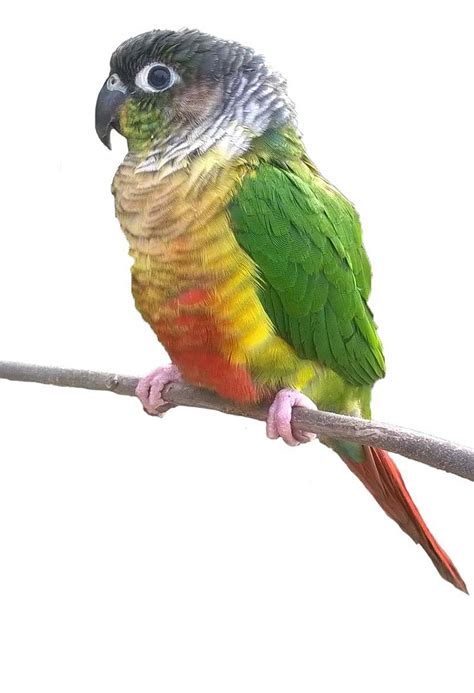 This bird was hand raised, hand fed. Pineapple Conure — young pineapple green cheek conure