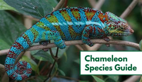 70 Types Of Chameleons With Pictures Chameleon Species