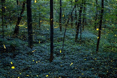 Magical Long Exposure Firefly Pictures By Vincent Brady Demilked