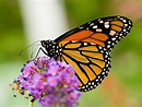 A lezione di natura. Colori e profumi di primavera in compagnia delle ...