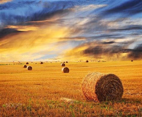 Golden sunset over farm field with hay bales | Farm landscape, Farm photography landscape, Farm 