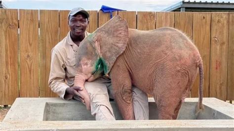 Albino Elephant Calf Caught In Trap Steals Hearts With Inspiring