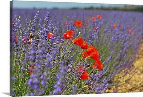 Poppies In A Lavender Field Provence France Wall Art Canvas Prints