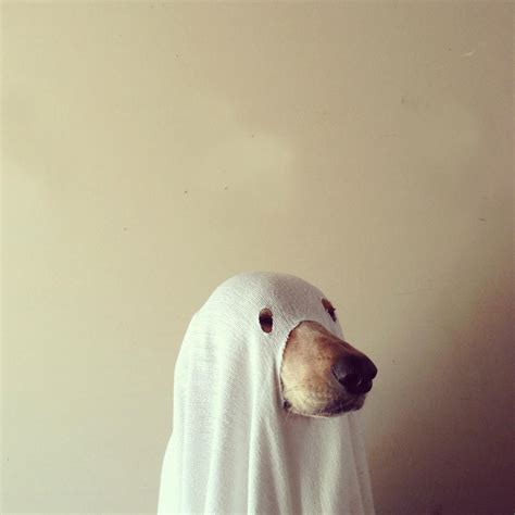 Ghost Dog Pictures Photos And Images For Facebook Tumblr Pinterest