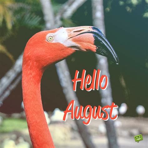 Hello August Quotes For A Summer Month To Enjoy