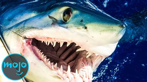 Top 10 Scariest Shark Species Top 10 Facts