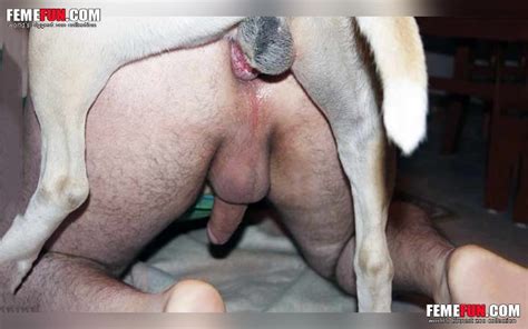 Moms Horny Dog Anally Penetrates His Male Xxx Master From Behind Xxx