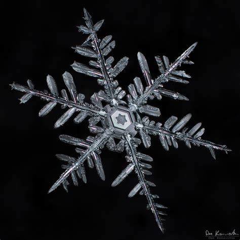 Such Intricate Detail No Two Snowflakes Are Alike © Don Komarechka
