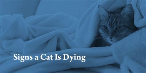 Is My Cat Dying Learn The Signs How To Comfort And Say Goodbye