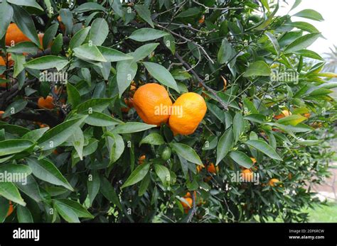 Mandarin Orange Citrus Reticulata Is A Small Tree Native To South