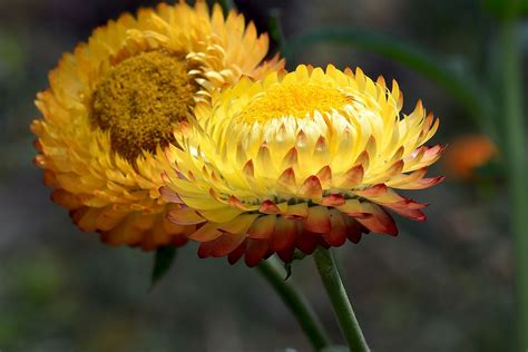 A Guide To The Native Daisies Of Australia Ultimate Backyard