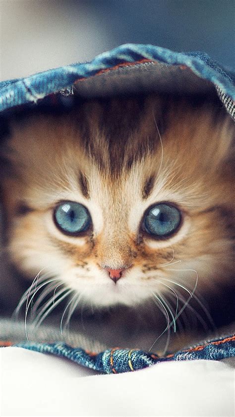 صور اجمل صور قطط صغيره احدث صور قطط صغيره كيوت صورة قطة مضحكة اجمل