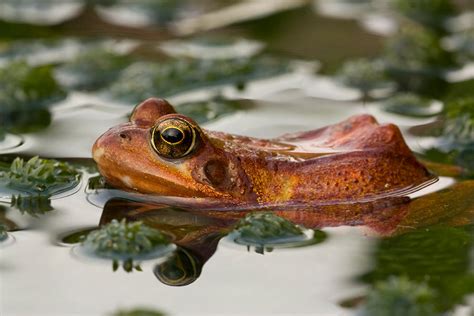 British Frog In A Pond By Angiwallace On Deviantart