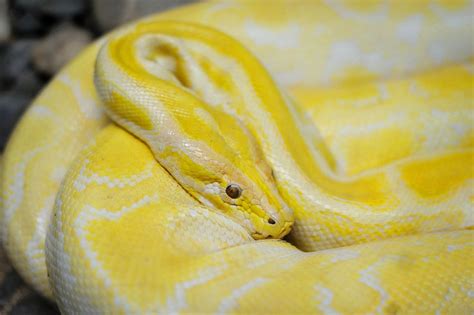 Pet Yellow Snakes Anna Blog