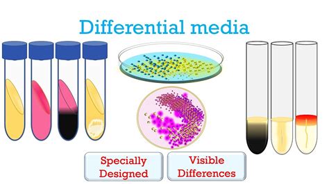 Differential Media In Microbiology Youtube