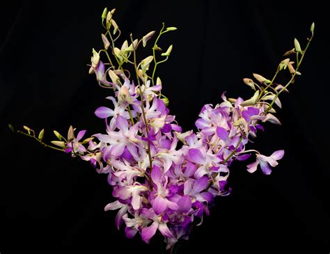 Dendrobium Orchids 5 Stems Gecko Farms Hawaii Leis And Fresh Tropical Flowers