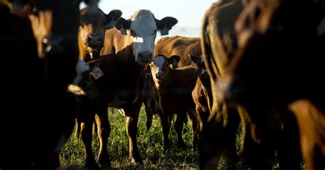 The animal welfare act was signed into law in 1966. Should Farm Animals Have More Legal Protections? - The New ...