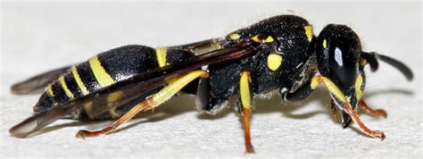 Black And Yellow Wasp Ancistrocerus Adiabatus Bugguidenet