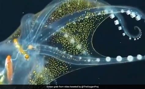 Viral Video Of Rare Glass Octopus Leaves Internet Mesmerised