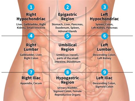 Body Directions Areas And Regions Types Of Tissue Vn98