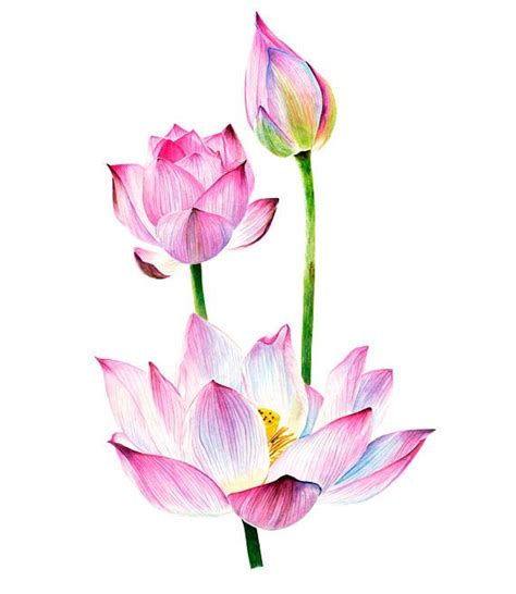 Watercolour Lotus Watercolor Clipart Card Floral Elements Lotus