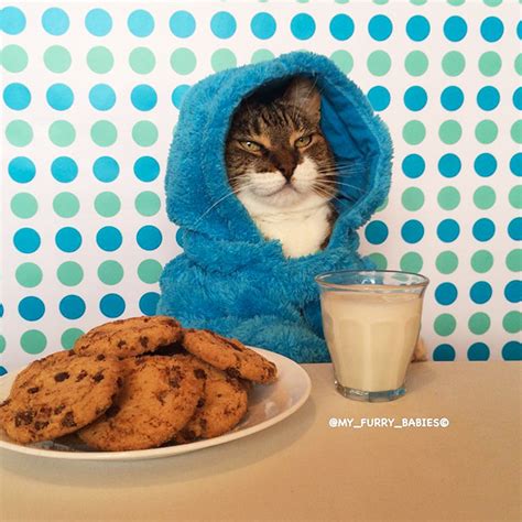 Meet Joey The Cookie Monster Onesie Wearing Cat