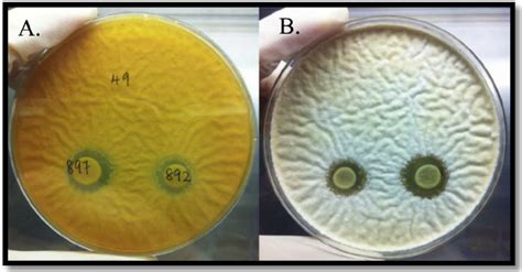 Isolation Of Lactic Acid Bacteria With Antifungal Activity