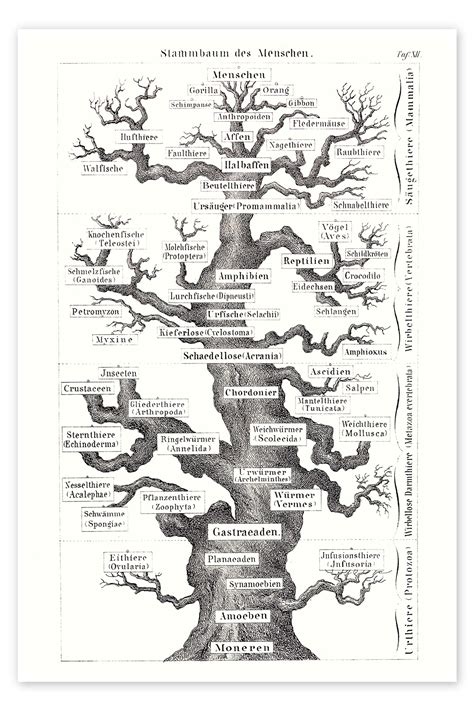 Tree Of Life Print By Paul D Stewart Posterlounge