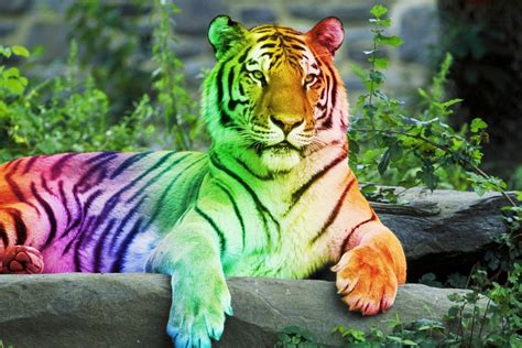 Rainbow Tigers Tiger Pictures Tiger Big Cats
