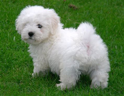 Beautiful maltichon pup 8 weeks old… dad is pure bred maltese and mom is pure bred bichon frise. BEAUTIFUL BICHON X MALTESE PUPS | Stoke On Trent, Staffordshire | Pets4Homes