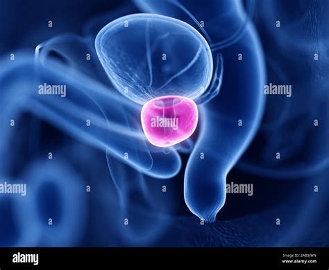 D Rendered Medically Accurate Illustration Of The Prostate Stock Photo