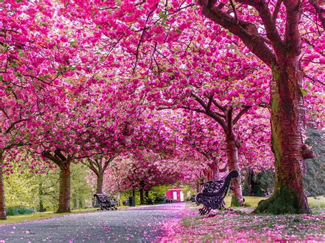 May Cherry Blossom In Full Bloom Greenwich Park London Breathless