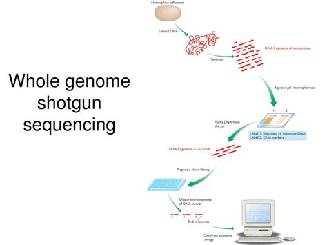 Ppt Genome Sequencing Powerpoint Presentation Free Download Id1346170