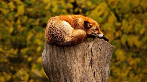 잠자는 붉은 여우 동물 사진 바탕 화면시사