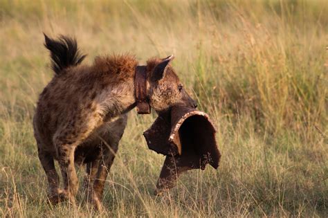 Notes From Kenya Msu Hyena Research Tale Of An Aging Matriarch