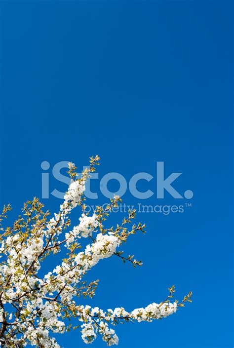 Cherry Tree Vertical Stock Photo Royalty Free Freeimages