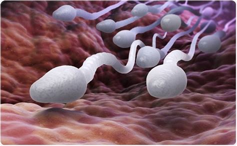Do Stress And Anxiety Affect Sperm Quality