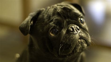 Free Download 1920x1080px Black Pug Wallpaper 1920x1080 For Your