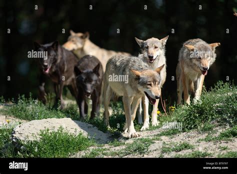 Eastern Canadian Wolf Or Eastern Canadian Red Wolf Canis Lupus Lycaon